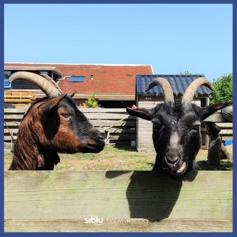 Enjoy Natur, See Und Meer Chalet Lauwersoog- 1-6 Pers- 3 Schlafzimmer, 2 Badezimmer- Fruehes Einchecken Ab 14 Uhr Екстер'єр фото